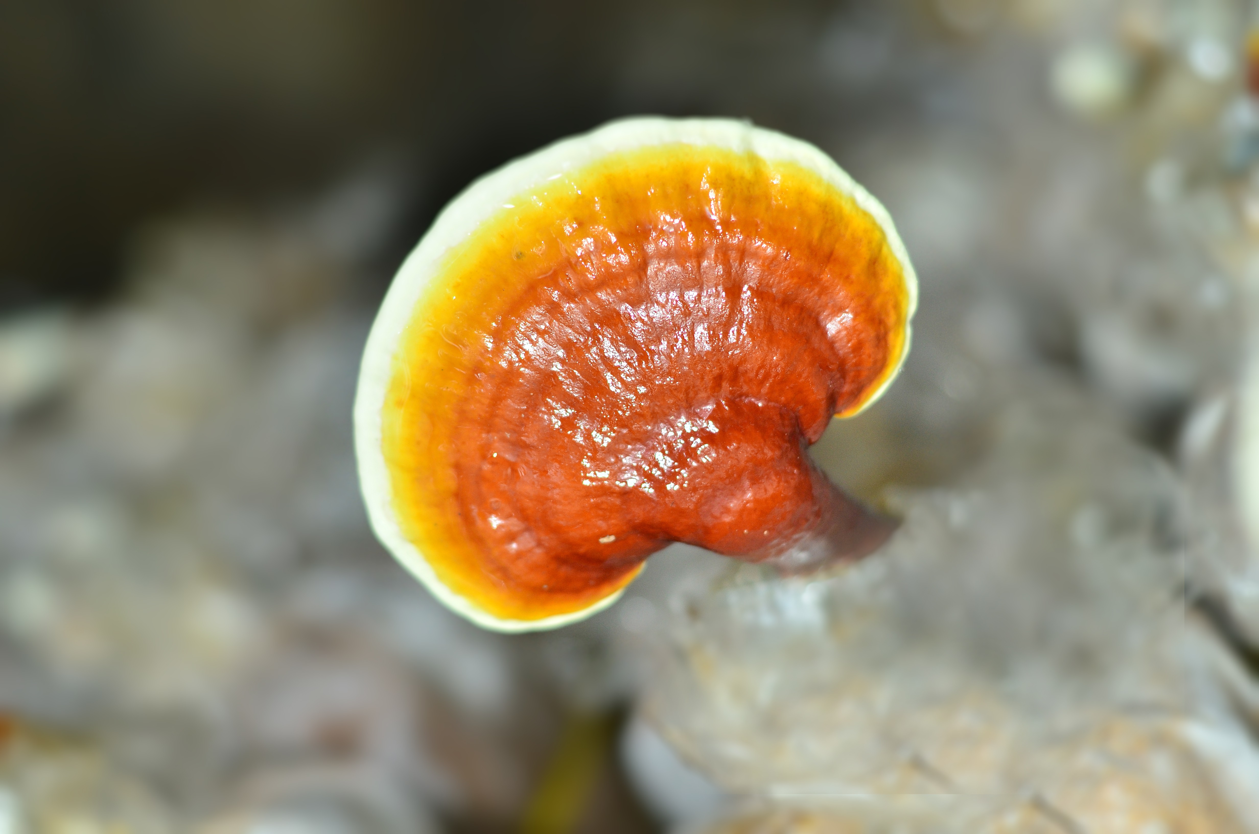 Intermediate growing stage